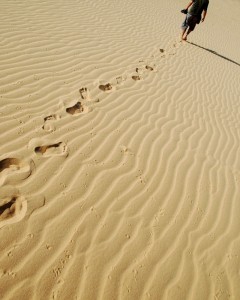 Kate Metzger Photosynthesis 2013