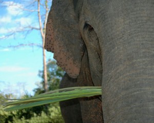 Kate Metzger Photosynthesis 2013